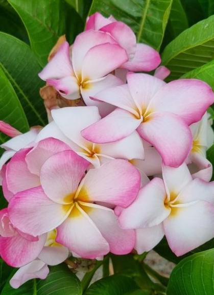 Plumeria rubra "CP Sakura Yume"