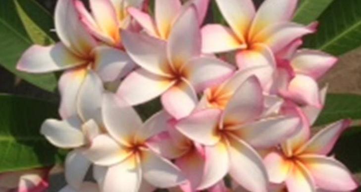 Plumeria rubra "Sally Moragne"