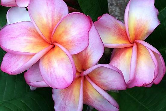Plumeria rubra "Salmon Jack"