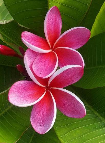 Plumeria rubra "Santa Red"