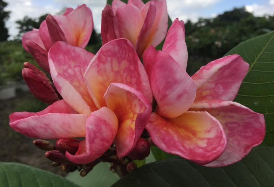 Plumeria rubra "Saraburi Watercolor"