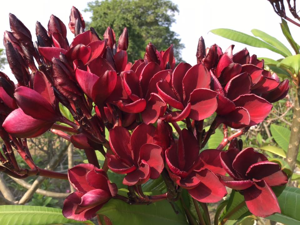 Plumeria rubra "Scarlet Night"