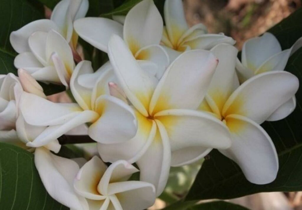 Plumeria rubra "Scentsational"