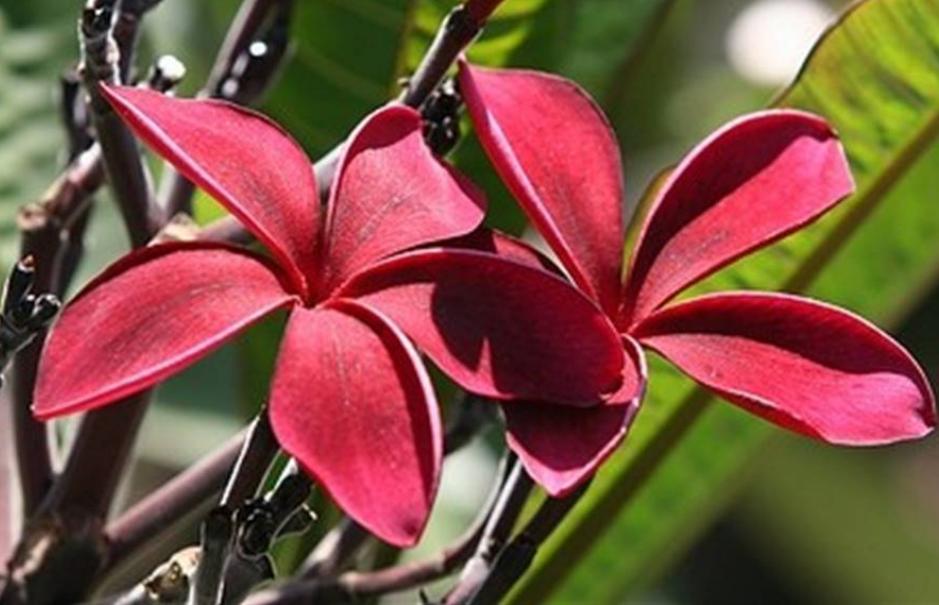 Plumeria rubra "Scott Prat"