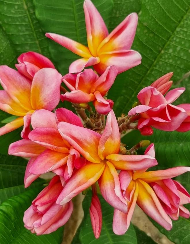 Plumeria rubra "CP Si Rung"