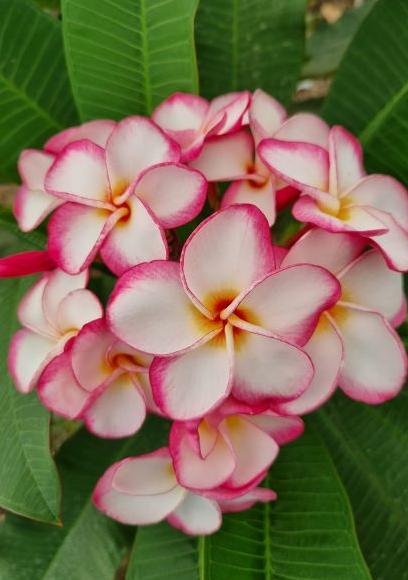 Plumeria rubra "Siam Happyness"
