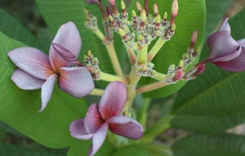 Plumeria rubra "Siam Lavender"