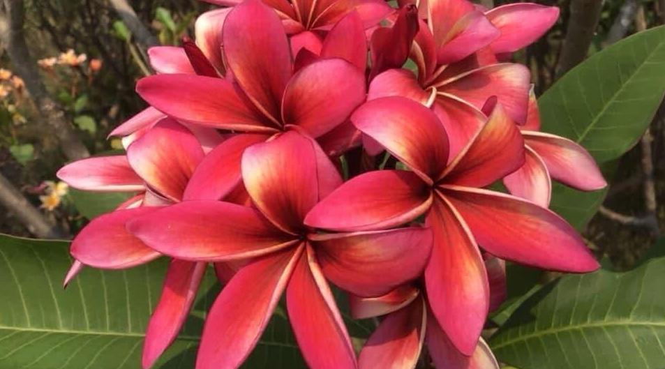 Plumeria rubra "Silk of Night"