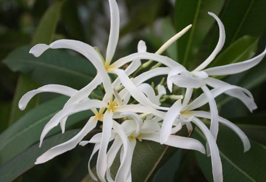 Plumeria Stenopetala
