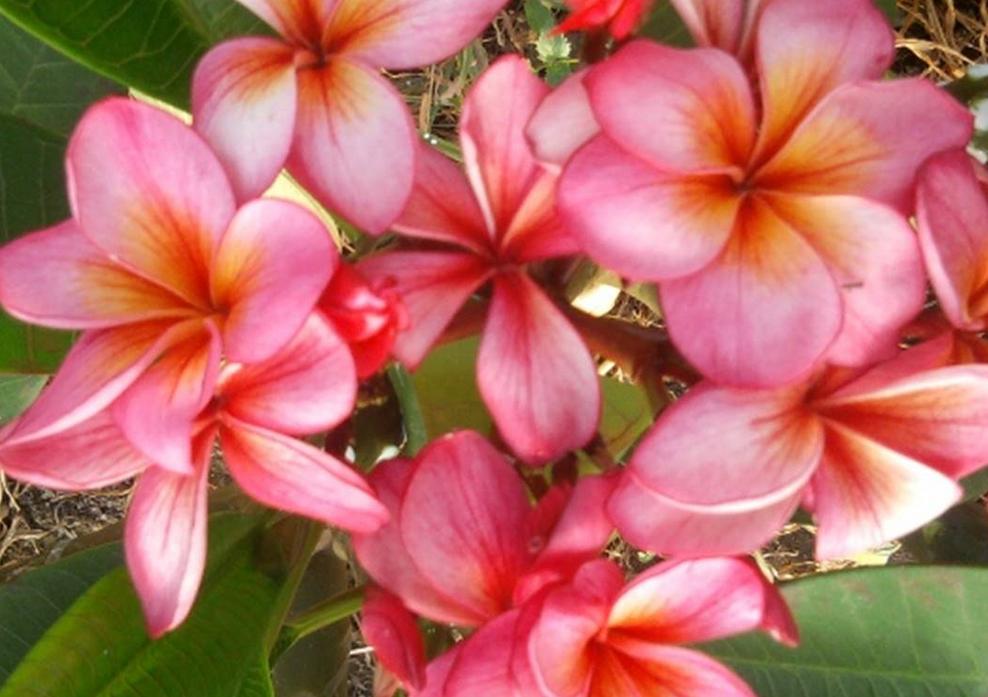 Plumeria rubra "Streak" aka "Rio"