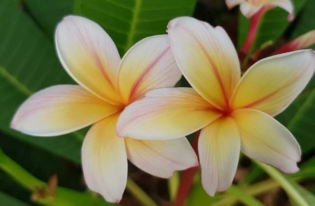 Plumeria rubra "Sun Dragon"