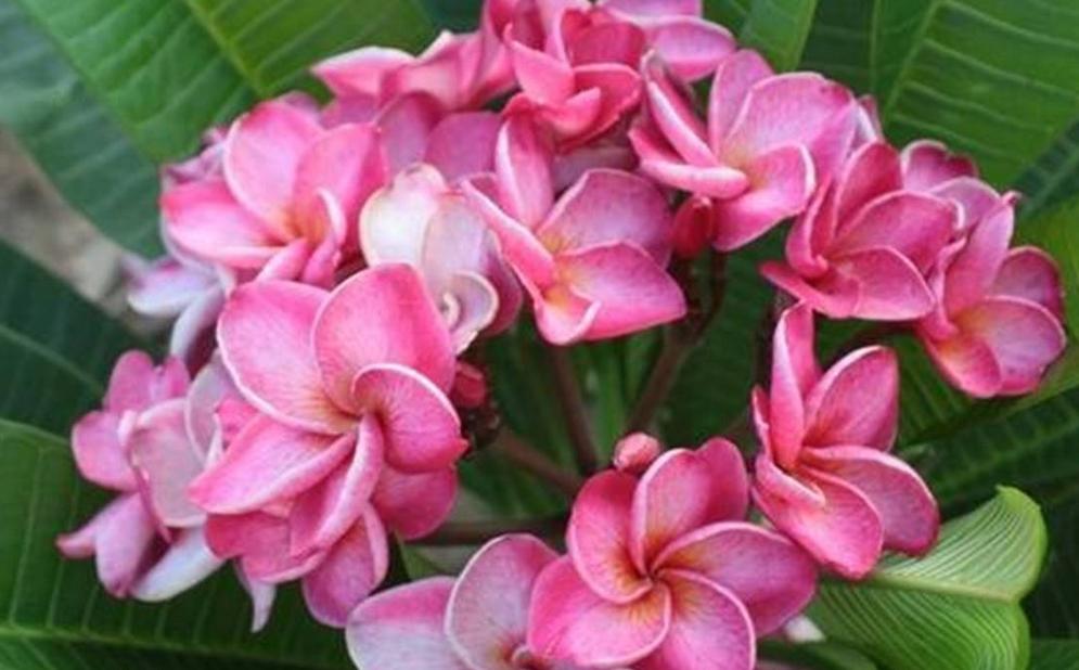 Plumeria rubra "Sweet Pea"