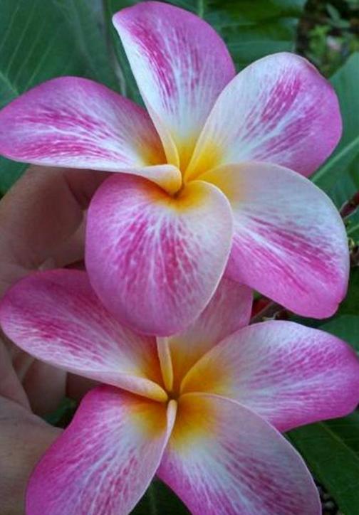 Plumeria rubra "Tesla Girl"