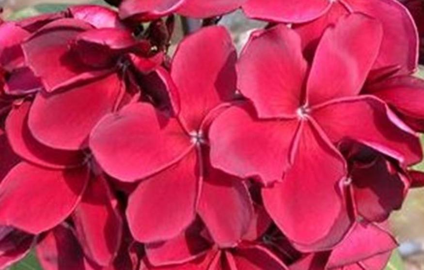 Plumeria rubra "Teufel"