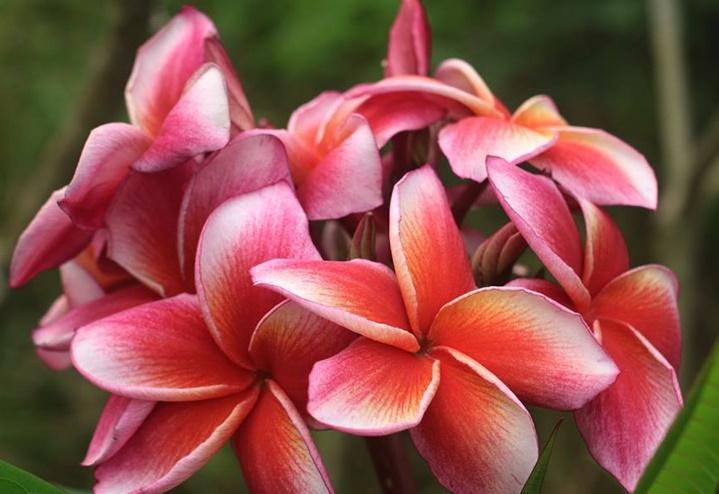 Plumeria rubra "Thai Lurline"