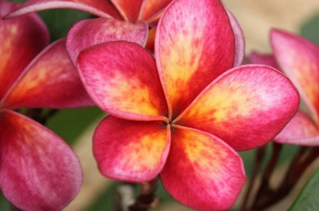 Plumeria rubra "Thai Splash"