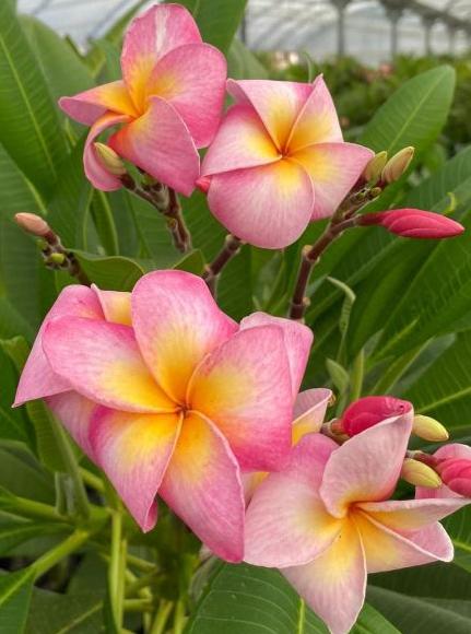 Plumeria rubra "Tomlinson"