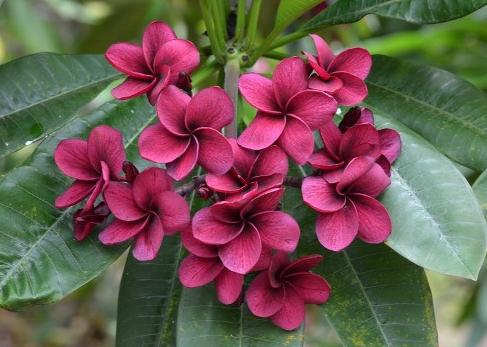 Plumeria rubra "V. Maroon"