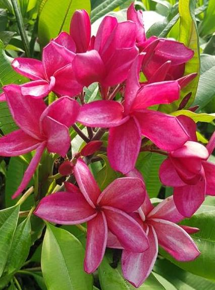 Plumeria rubra "VU's Leopard"