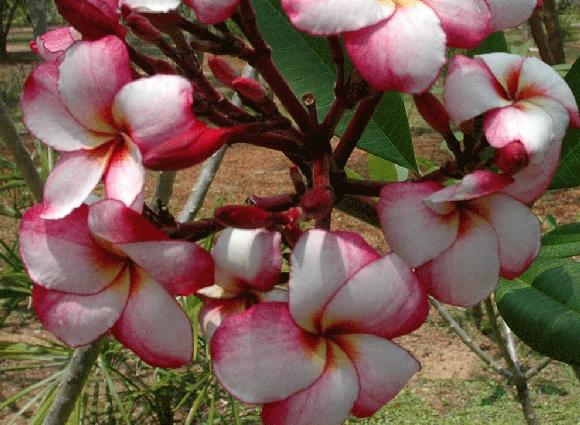 Plumeria rubra "Venice"