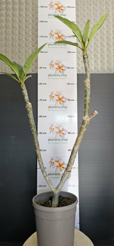 Plumeria rubra "Pizzaz"