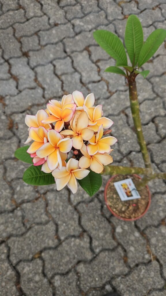 Plumeria rubra „California Sunset“ #16323