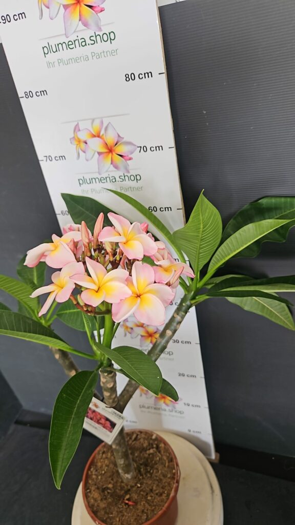 Plumeria rubra „Serenade“ #16284