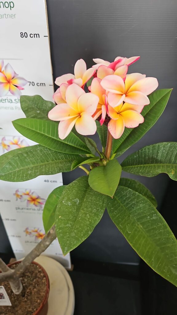 Plumeria rubra „Orange 60“ #17646