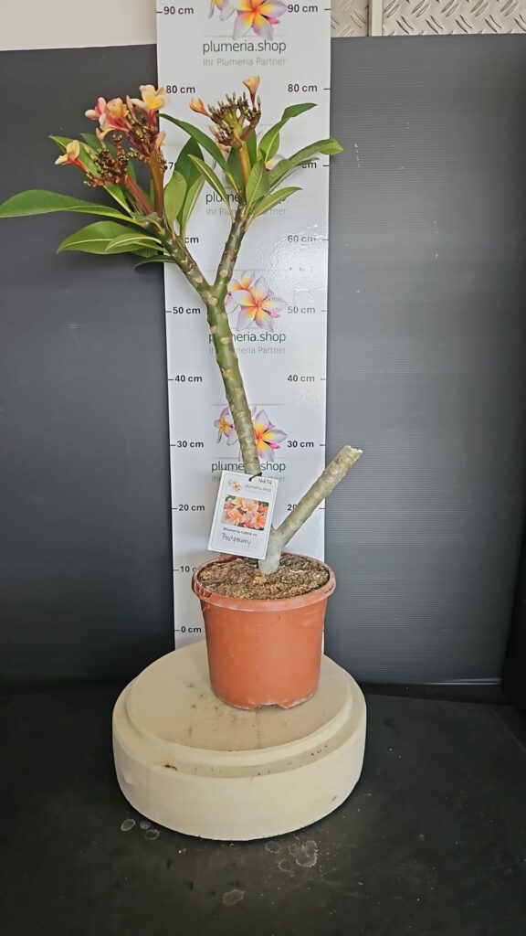 Plumeria rubra "Potpourrie"