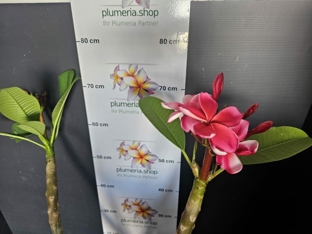 Plumeria rubra „Waxy Red“ #16799