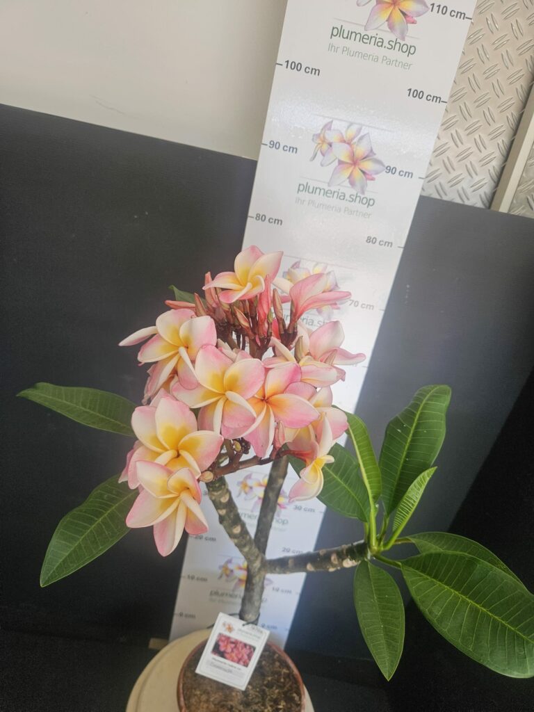 Plumeria rubra „Serenade“ #16706