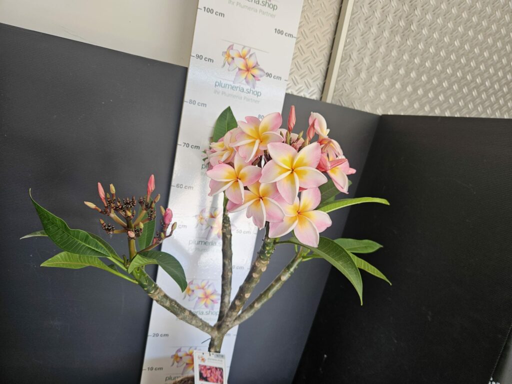 Plumeria rubra „Serenade“ #16718