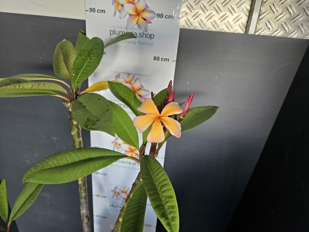 Plumeria rubra "Queen Amber"