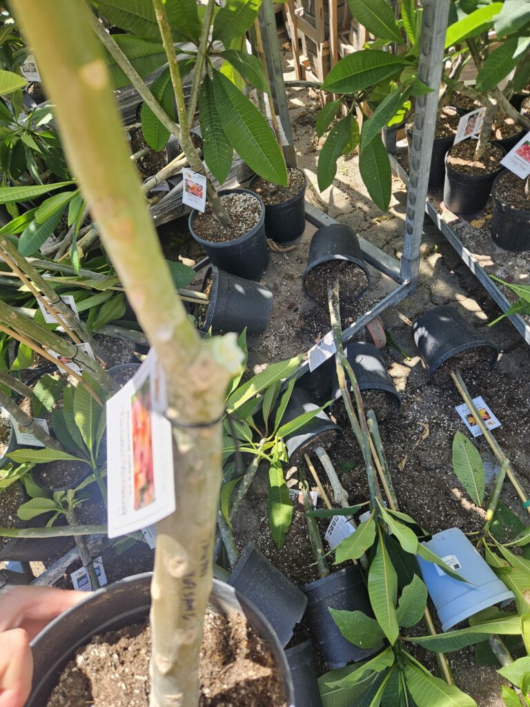 Plumeria rubra "Tawan Yorsang"