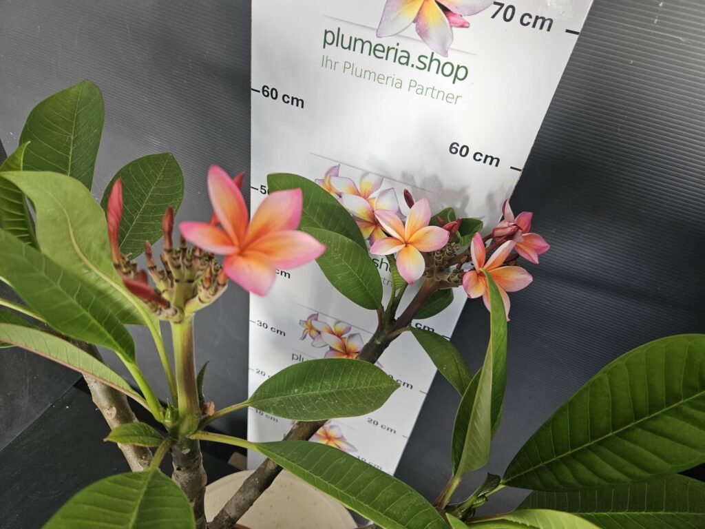 Plumeria rubra „Cabaret“ #16540