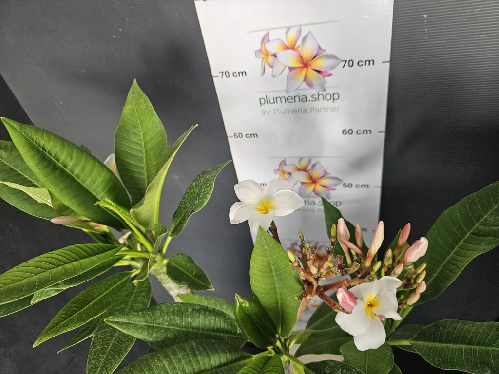 Plumeria rubra „Blizzard“ #16549