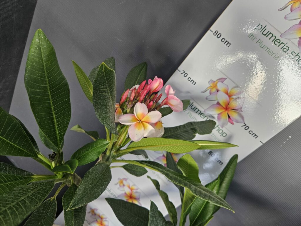 Plumeria rubra „Rhapsody“ #16621