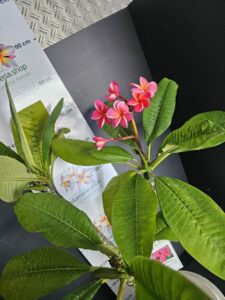Plumeria rubra "Malika"