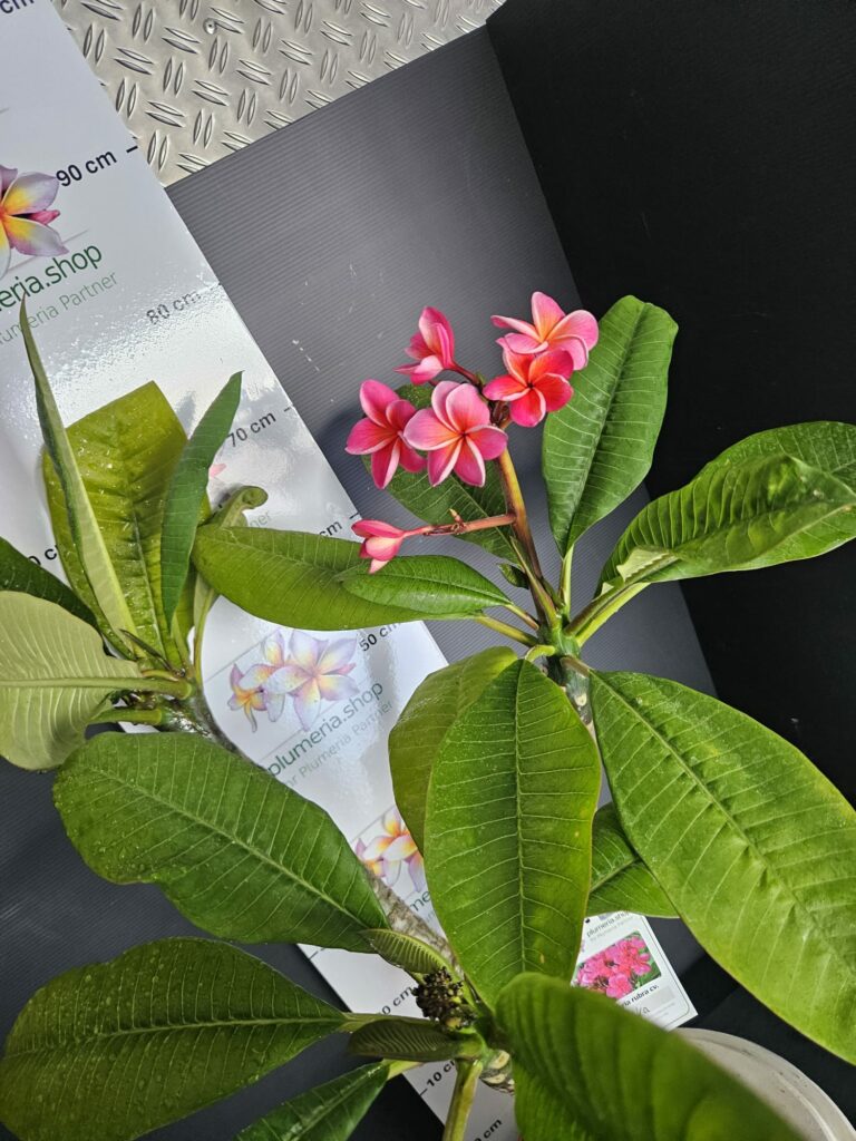 Plumeria rubra „Malika“ #17629