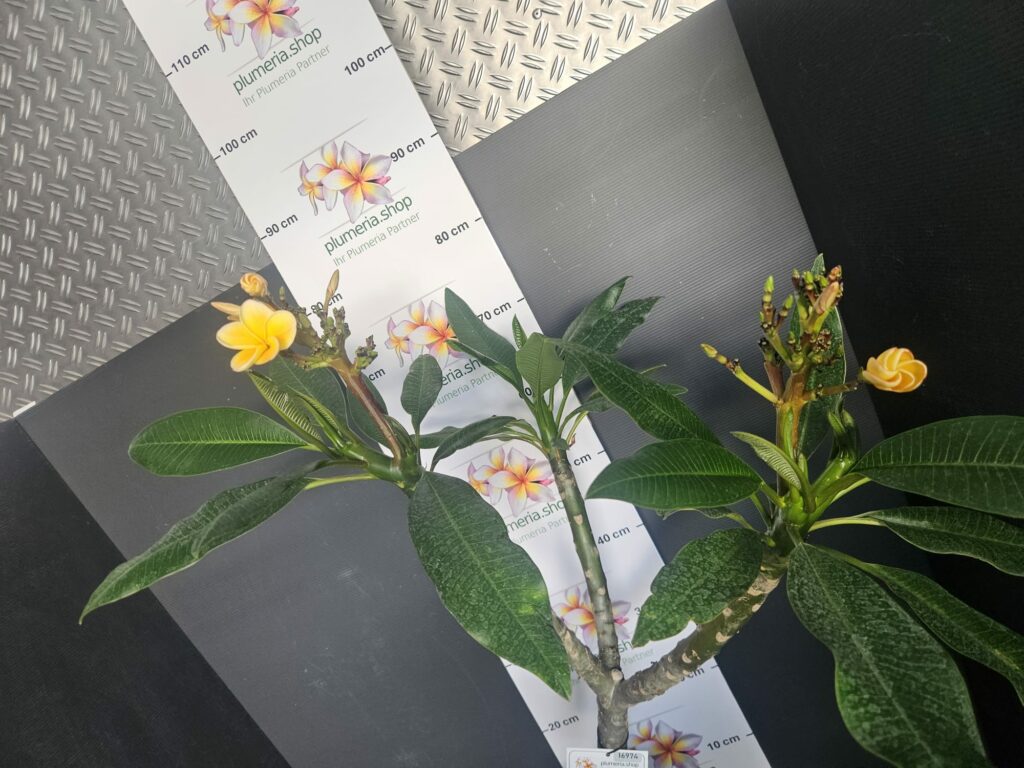 Plumeria rubra „Chablis“ #16974