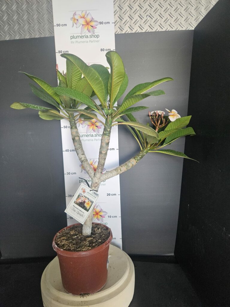 Plumeria rubra „Sun Splash“ #16601