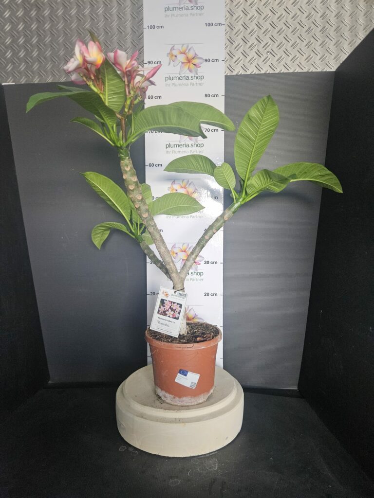 Plumeria rubra „Rhonda“ #16605