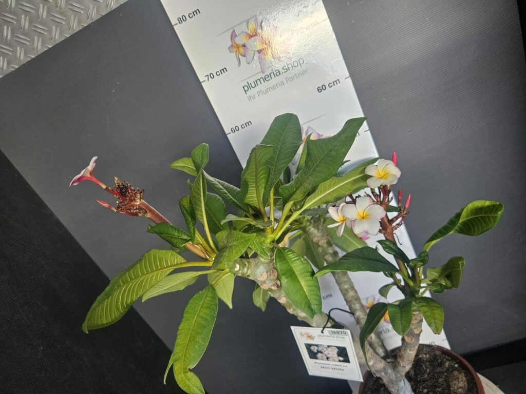 Plumeria rubra „Mini White“ #16870