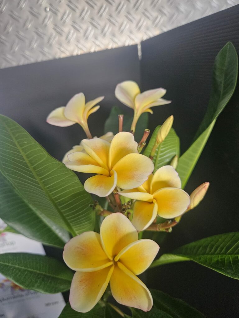 Plumeria rubra „Chablis“ #16977