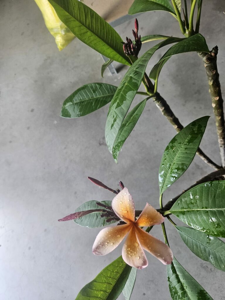 Plumeria rubra "Queen Amber"