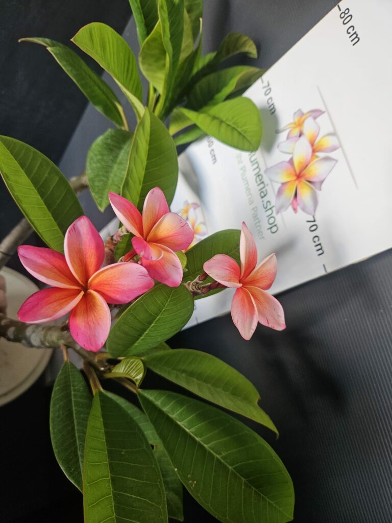 Plumeria rubra „Cabaret“ #16529