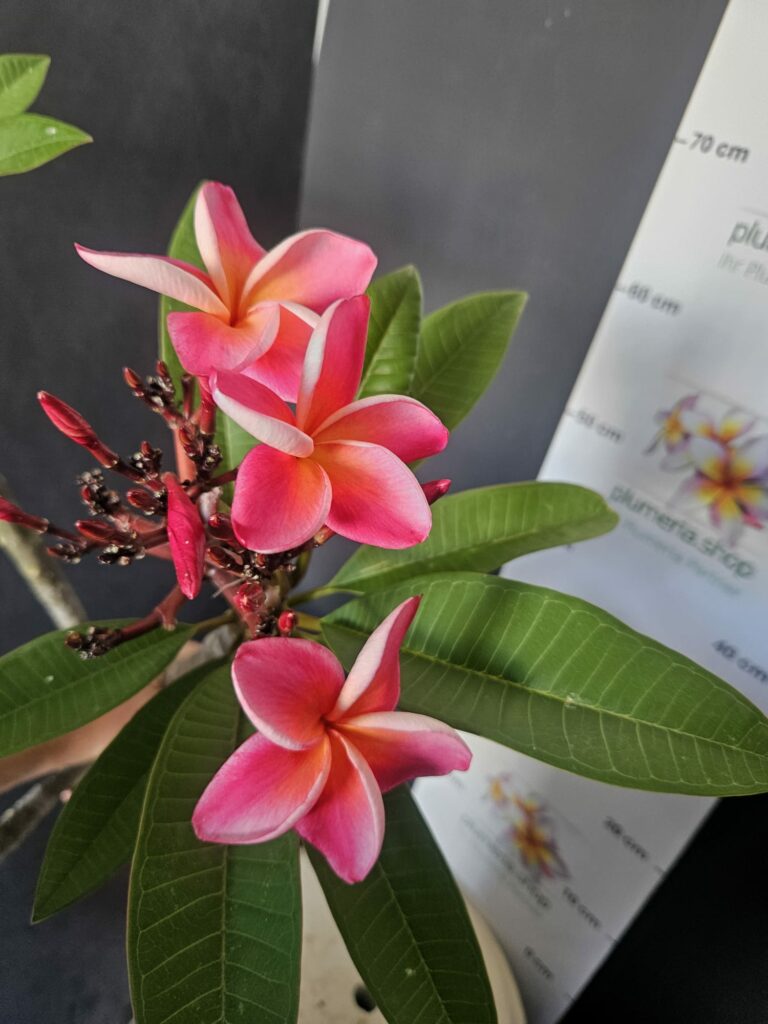 Plumeria rubra „Serenade“ #16807