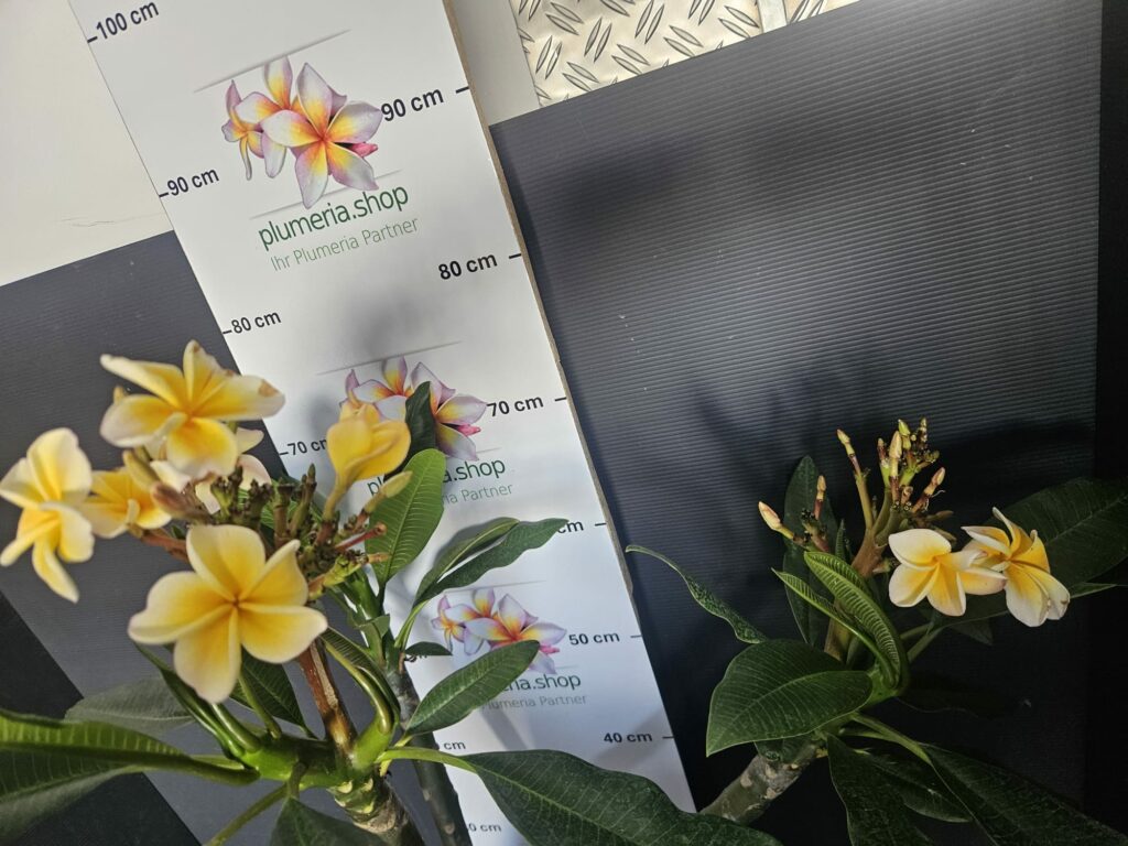 Plumeria rubra „Chablis“ #16974