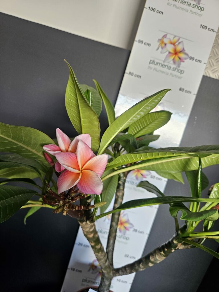 Plumeria rubra „Synchronicity“ #16411