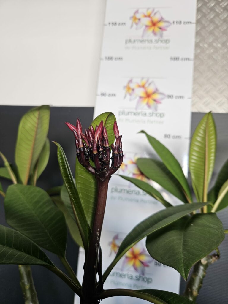 Plumeria rubra „Queen Amber“ #16916